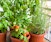 Veggies and Herbs for Containers - Online